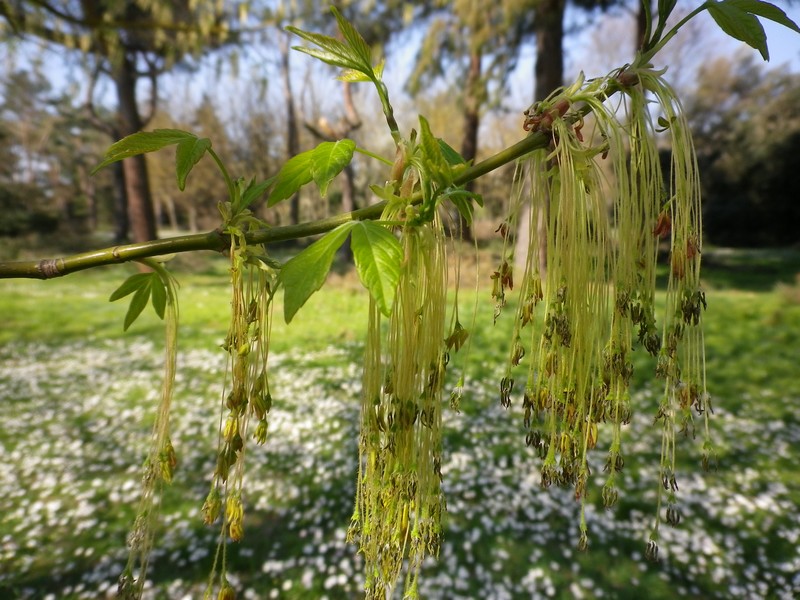 Acer negundo / Acero americano